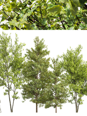 Acer Buergerianum and Saccharinum Spring