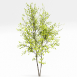 Acer Buergerianum and Saccharinum Spring