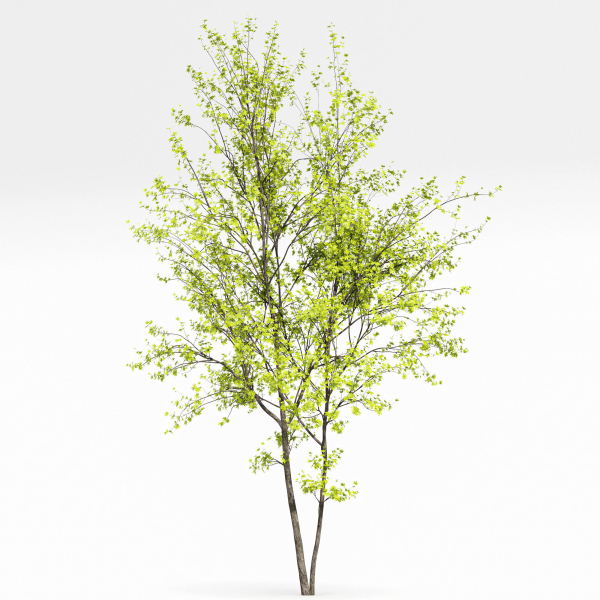 Acer Buergerianum and Saccharinum Spring