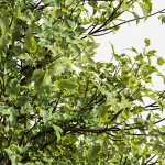Acer Buergerianum and Saccharinum Spring
