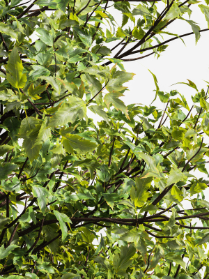 acer-buergerianum-and-saccharinum-spring-3d-model-c22a58a957