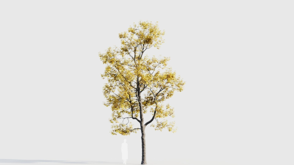 Acer buergerianum b