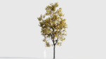 Acer buergerianum b