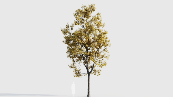Acer buergerianum b