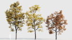 Acer buergerianum b