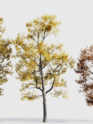 Acer buergerianum b