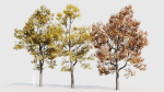 Acer buergerianum b