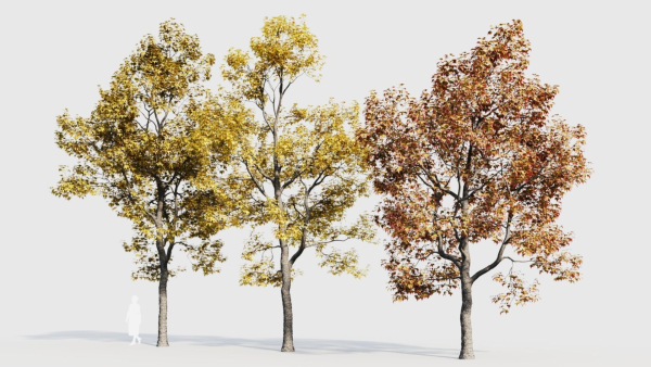Acer buergerianum b