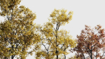 Acer buergerianum b