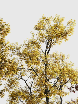 acer-buergerianum-b-3d-model-4e7b4e3086