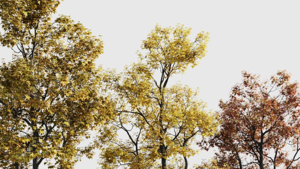Acer buergerianum b