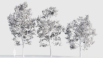 Acer buergerianum b