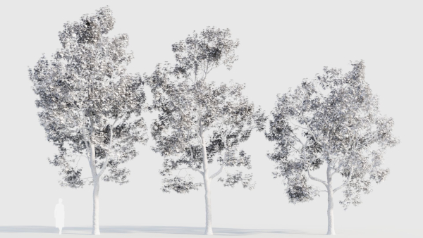 Acer buergerianum b