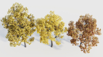 Acer buergerianum b