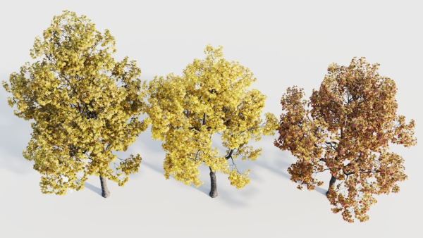 Acer buergerianum b