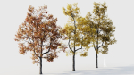 Acer buergerianum b
