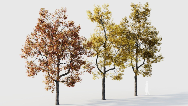 Acer buergerianum b