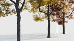 Acer buergerianum b