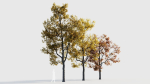 Acer buergerianum b