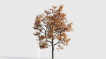 Acer buergerianum b