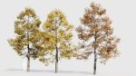 Acer buergerianum c