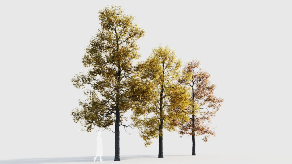 Acer buergerianum c