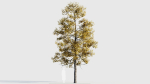 Acer buergerianum c