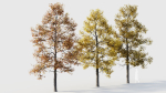 Acer buergerianum c