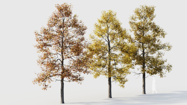 Acer buergerianum c