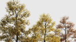 Acer buergerianum c