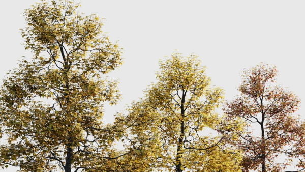 Acer buergerianum c
