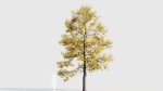 Acer buergerianum c