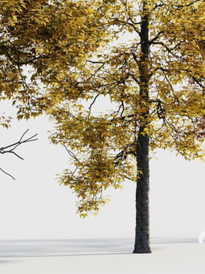 acer-buergerianum-c-3d-model-a9082438bb