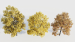 Acer buergerianum c