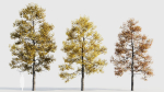 Acer buergerianum c