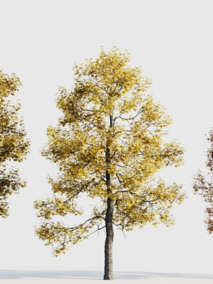 Acer buergerianum c