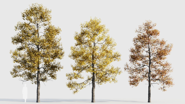 Acer buergerianum c