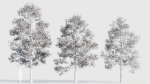 Acer buergerianum c