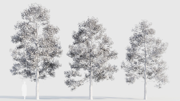 Acer buergerianum c