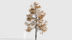 Acer buergerianum c