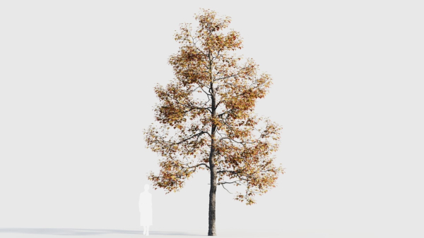 Acer buergerianum c