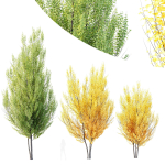Acer freemanii Freeman Maple Sapindaceae Autumn Blaze Set02