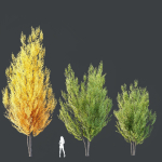 Acer freemanii Freeman Maple Sapindaceae Autumn Blaze Set02