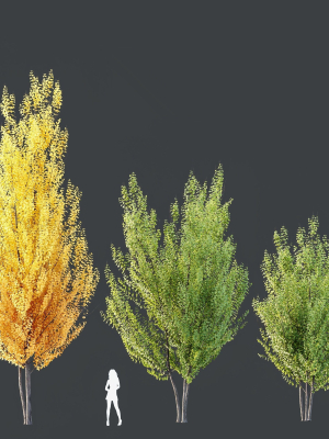 acer-freemanii-freeman-maple-sapindaceae-autumn-blaze-set02-3d-model-fba277c7be