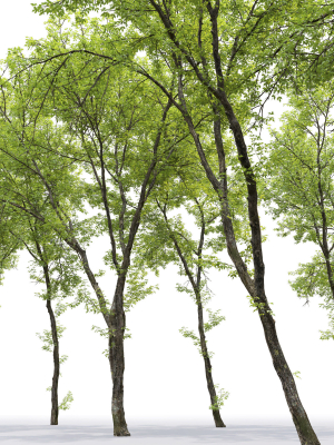 acer-negundo-01-h20-23-m-3d-model-max-fbx-mat