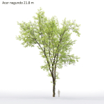 Acer Negundo 01 h20-23 m