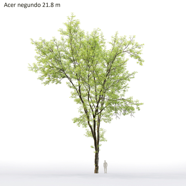 Acer Negundo 01 h20-23 m
