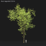 Acer Negundo 01 h20-23 m
