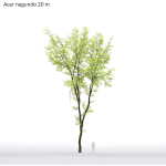 Acer Negundo 01 h20-23 m