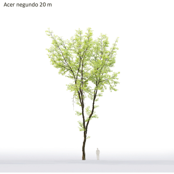 Acer Negundo 01 h20-23 m